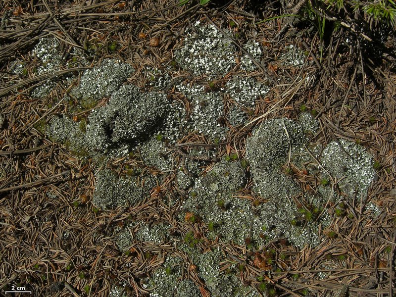 Cladonia symphycarpia