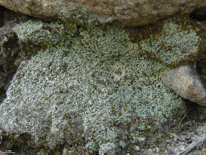 Cladonia symphycarpia