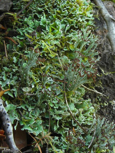 Cladonia symphycarpia