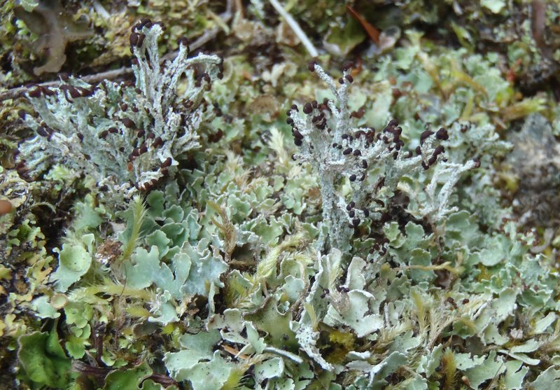 Cladonia symphycarpia