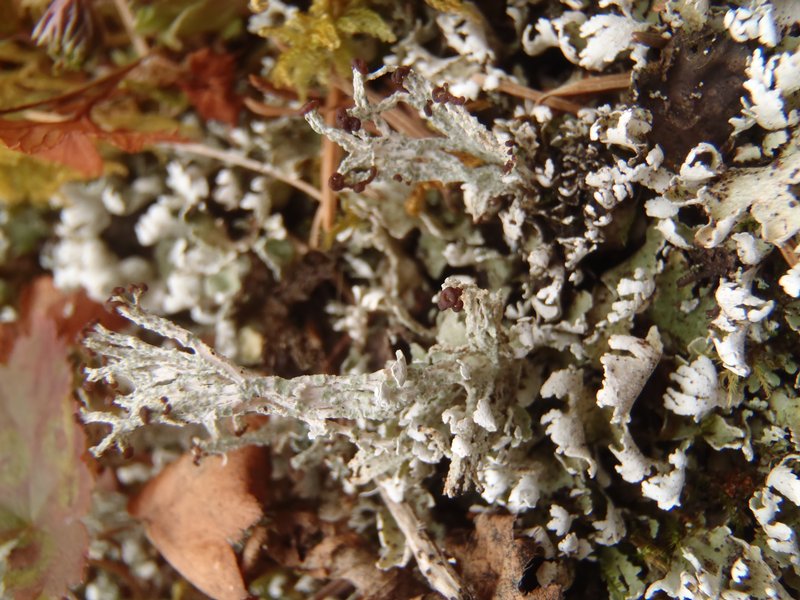 Cladonia symphycarpia