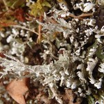 Cladonia symphycarpia