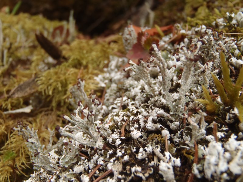 Cladonia symphycarpia