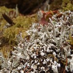 Cladonia symphycarpia