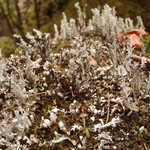 Cladonia symphycarpia