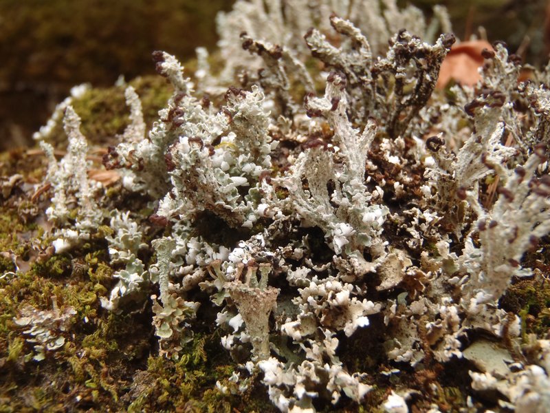 Cladonia symphycarpia