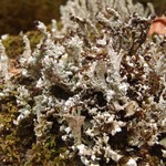 Cladonia symphycarpia