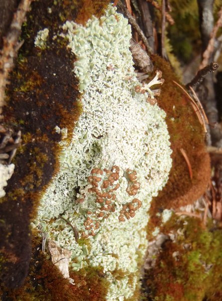 Cladonia symphycarpia