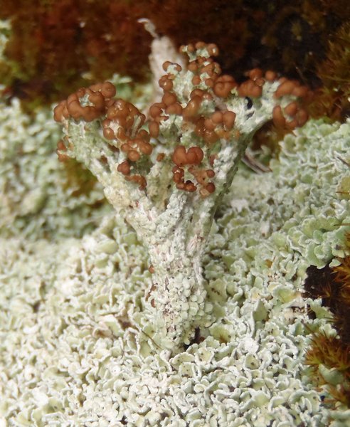 Cladonia symphycarpia