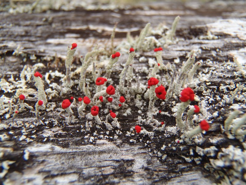 Cladonia transcendens