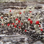 Cladonia transcendens