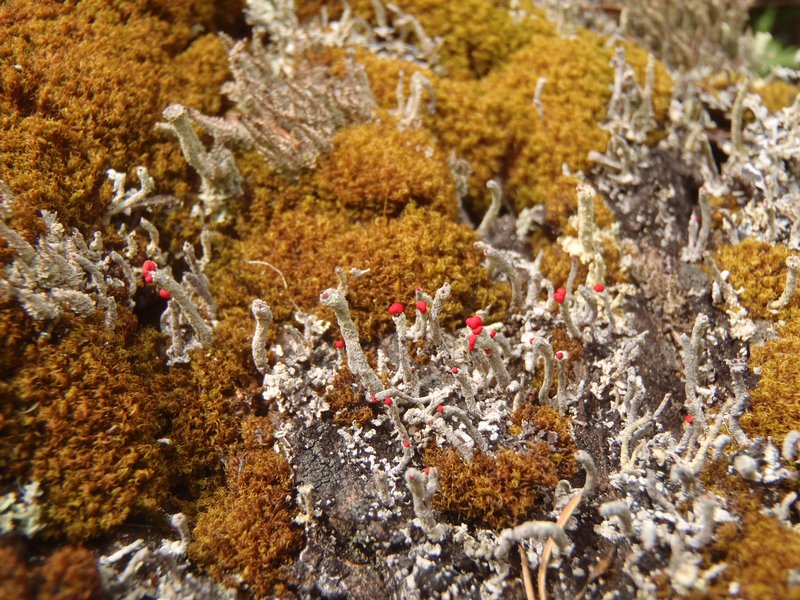 Cladonia transcendens