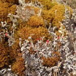 Cladonia transcendens