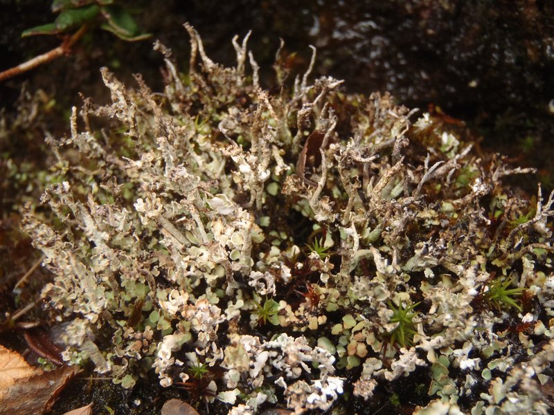 Cladonia trassii