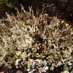 Cladonia trassii