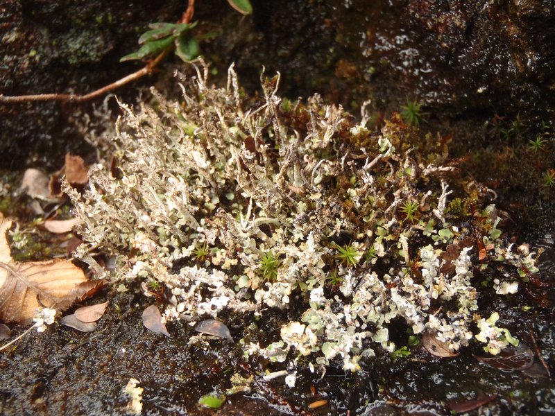 Cladonia trassii