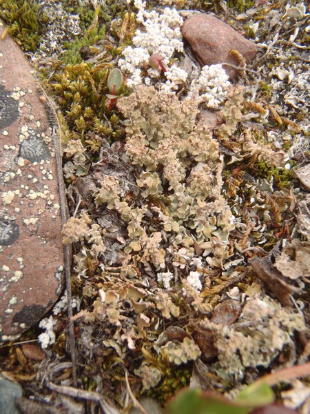 Cladonia trassii