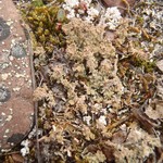 Cladonia trassii