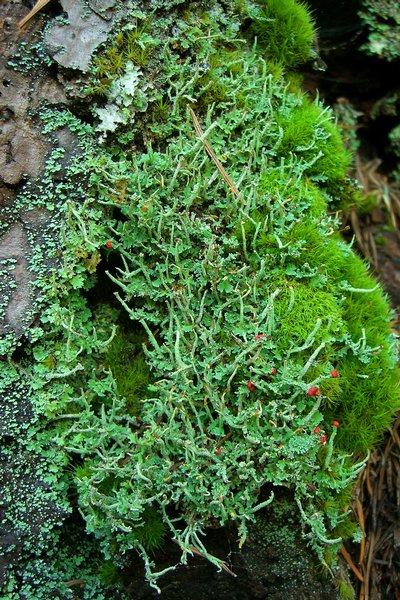 Cladonia umbricola