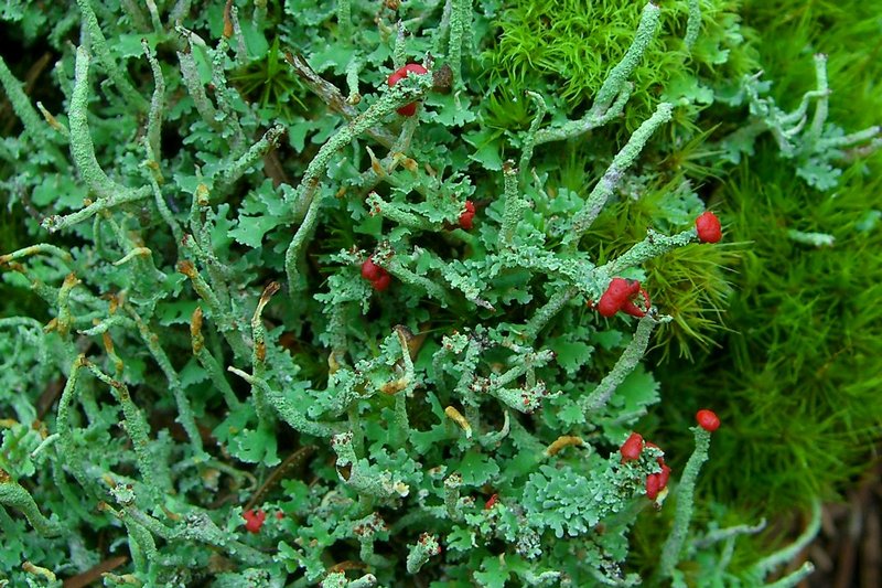 Cladonia umbricola