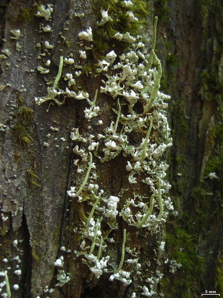 Cladonia umbricola