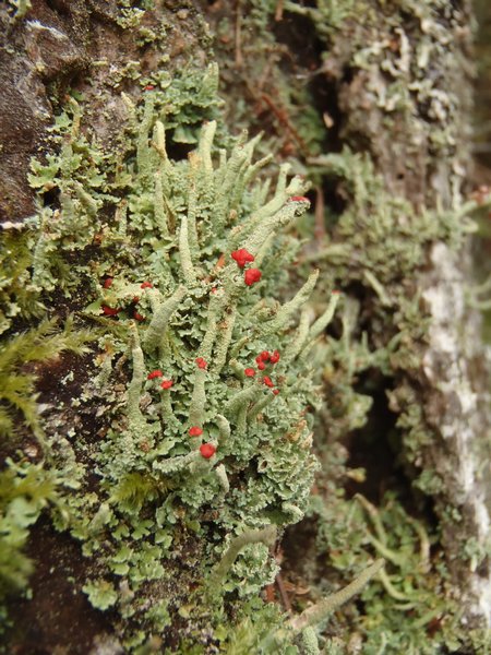 Cladonia umbricola