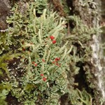 Cladonia umbricola