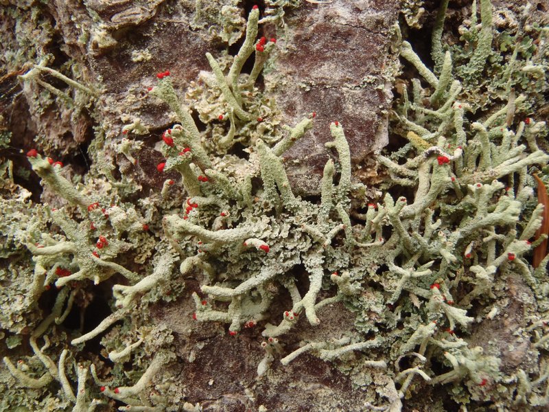 Cladonia umbricola