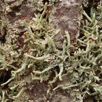 Cladonia umbricola