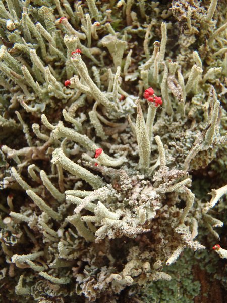 Cladonia umbricola