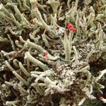 Cladonia umbricola