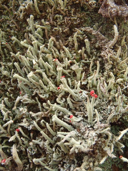 Cladonia umbricola