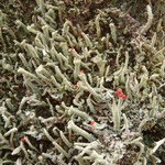 Cladonia umbricola