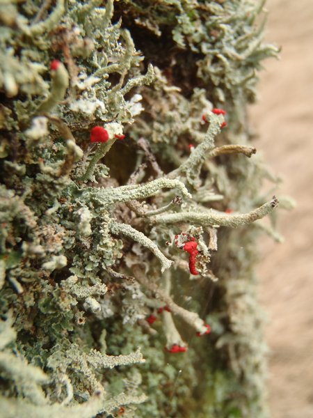 Cladonia umbricola