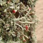 Cladonia umbricola