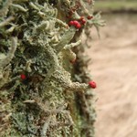 Cladonia umbricola