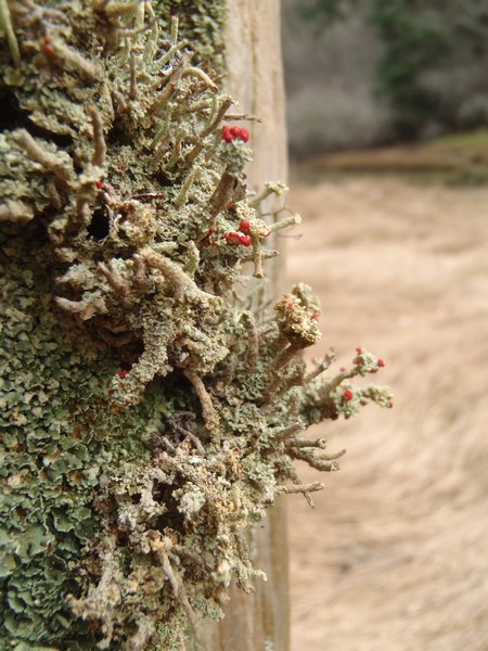 Cladonia umbricola