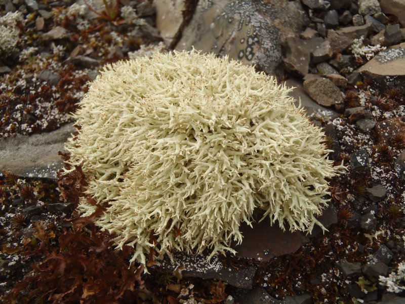 Cladonia uncialis ssp. biuncialis