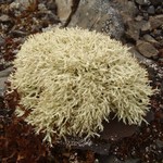 Cladonia uncialis ssp. biuncialis