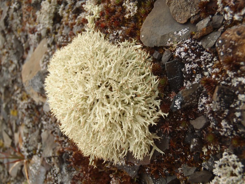 Cladonia uncialis ssp. biuncialis