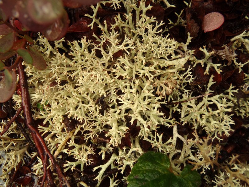 Cladonia uncialis ssp. biuncialis
