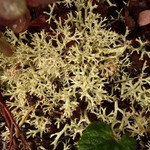 Cladonia uncialis ssp. biuncialis