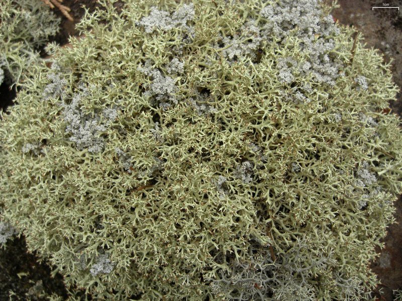 Cladonia uncialis