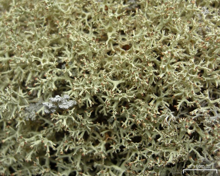 Cladonia uncialis