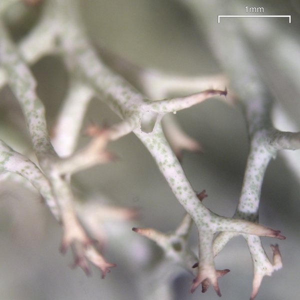 Cladonia uncialis