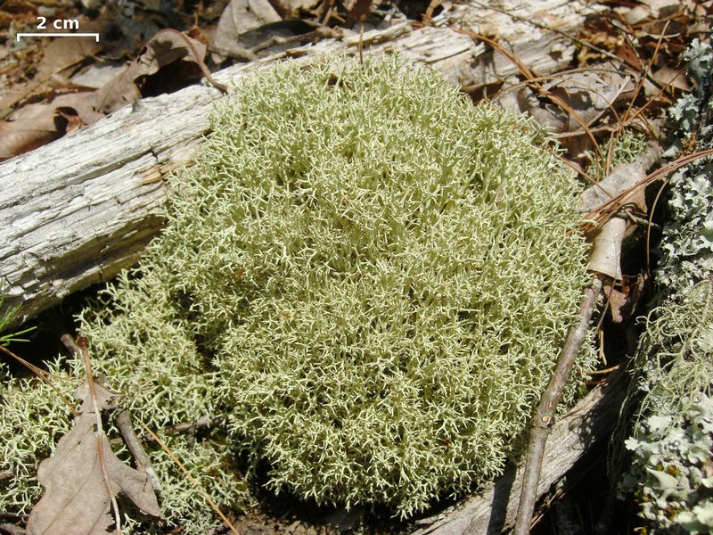 Cladonia uncialis
