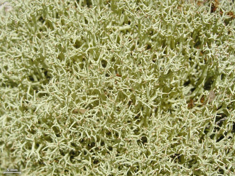 Cladonia uncialis