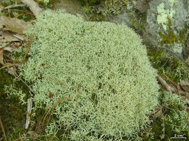 Cladonia uncialis
