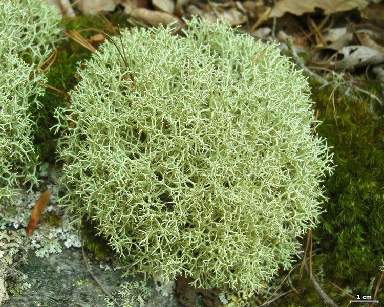 Cladonia uncialis