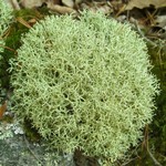 Cladonia uncialis